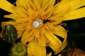 Misumena_vatia_D4940_Z_88_Les Gris_Frankrijk